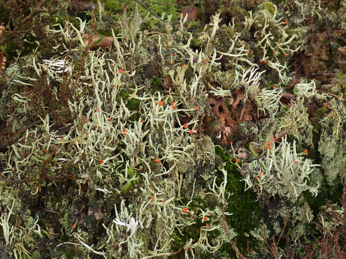 Cladonia macilenta (door Cor Noorman)