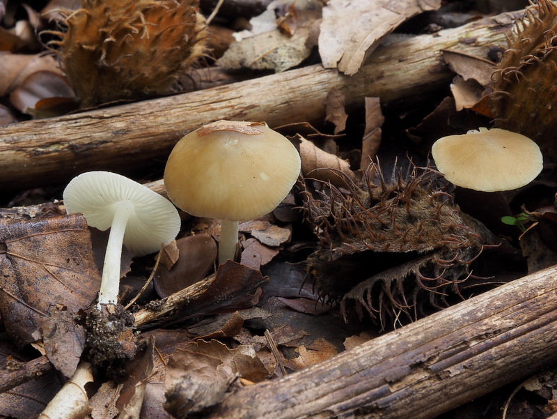 Hydropus subalpinus (door Ton Hermans)