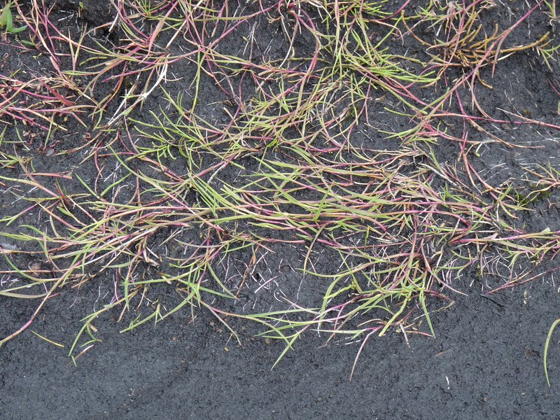 Agrostis stolonifera (door Willemien Troelstra)