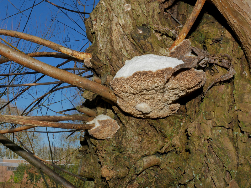Trametes suaveolens (door Ton Hermans)