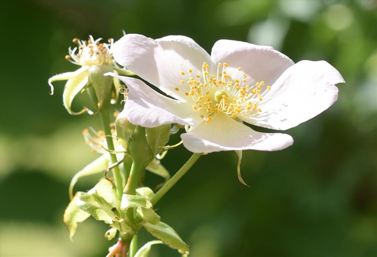 Rosa canina (door Jan Klinckenberg)