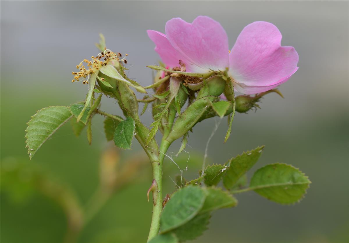 Rosa rubiginosa (door Jan Klinckenberg)