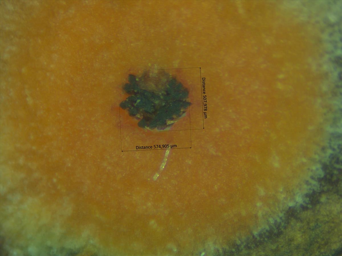 Rosa tomentosa (door Jan Klinckenberg)