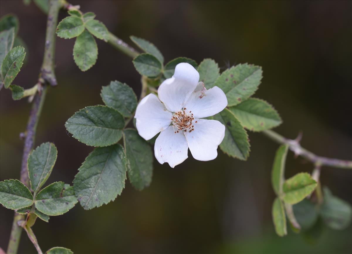 Rosa x avrayensis (door Jan Klinckenberg)
