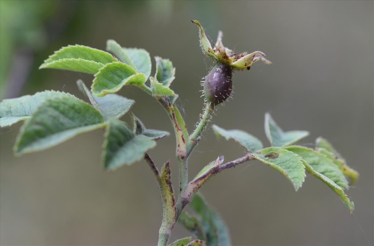 Rosa x avrayensis (door Jan Klinckenberg)