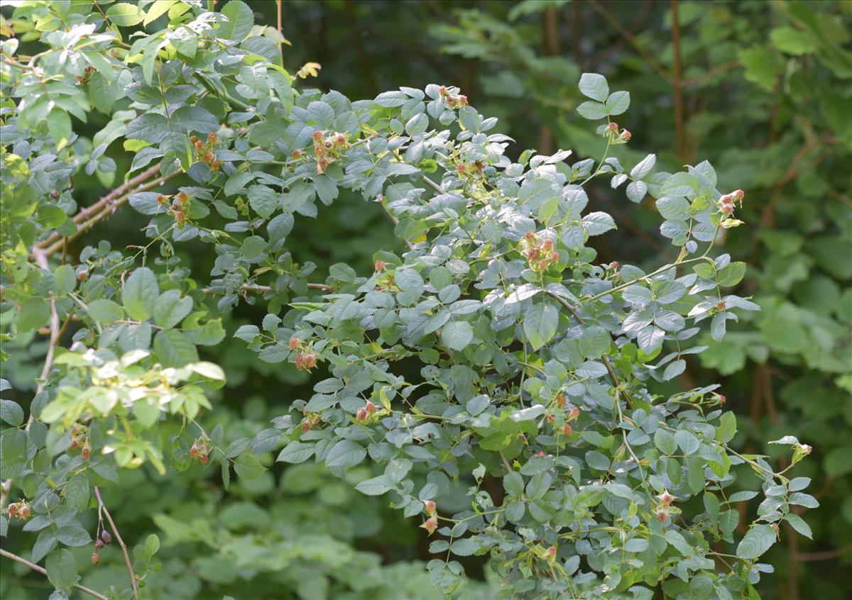 Rosa x nitidula (door Jan Klinckenberg)