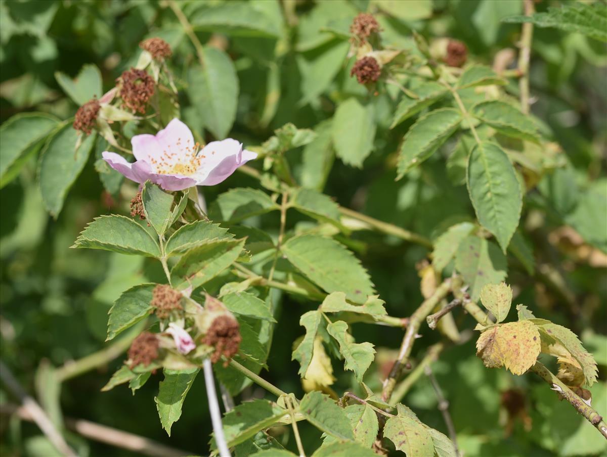 Rosa x subcanina (door Jan Klinckenberg)