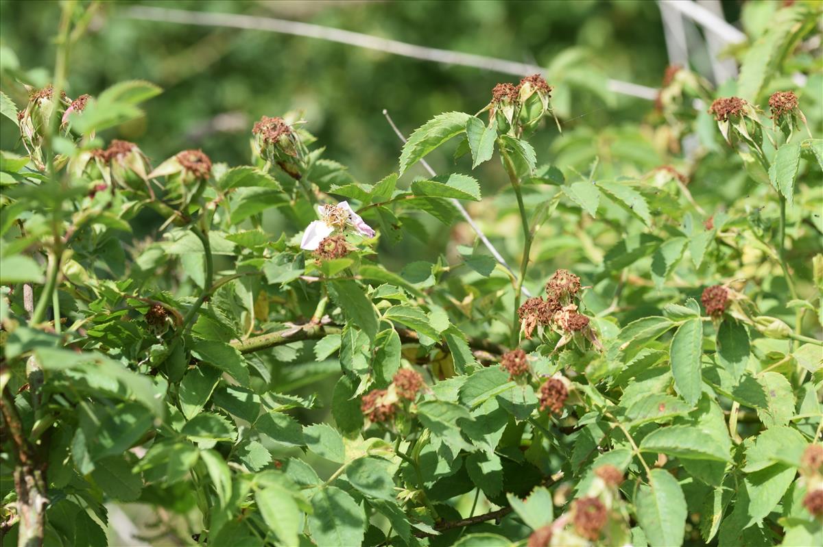 Rosa x subcanina (door Jan Klinckenberg)