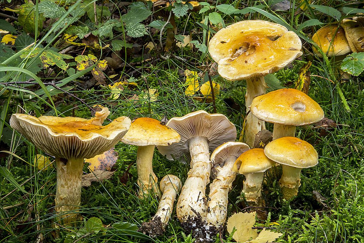 Cortinarius triumphans (door Nico Dam)