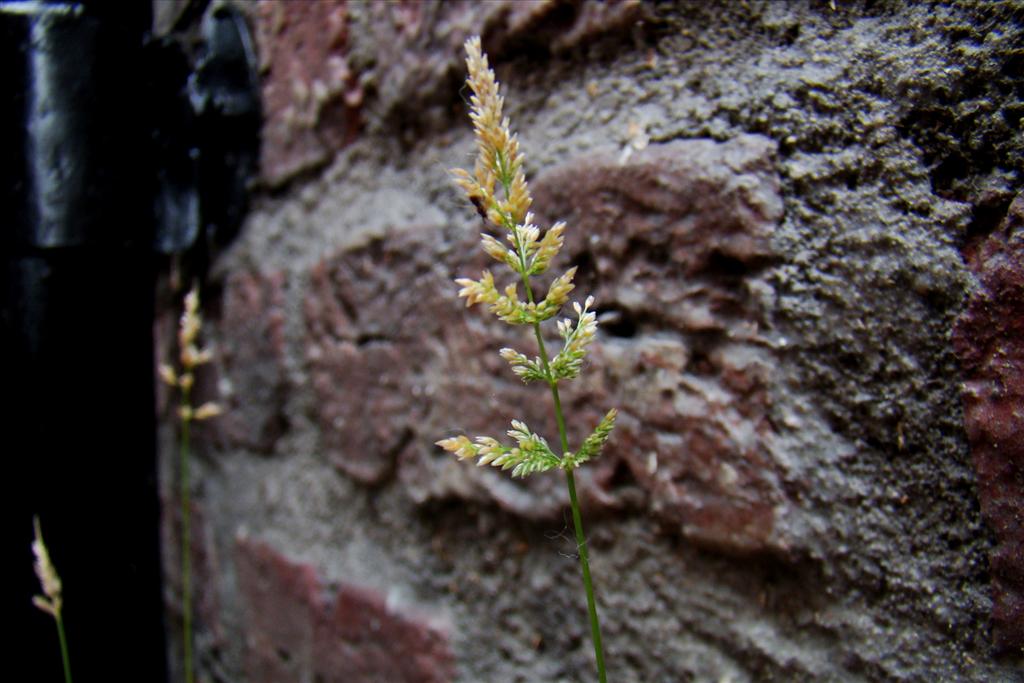 Polypogon viridis (door Joop Verburg)