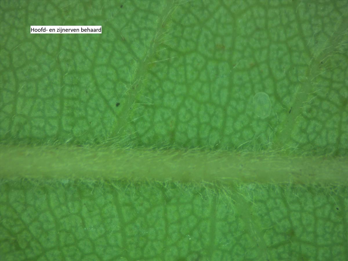 Rosa x subcollina (door Jan Klinckenberg)