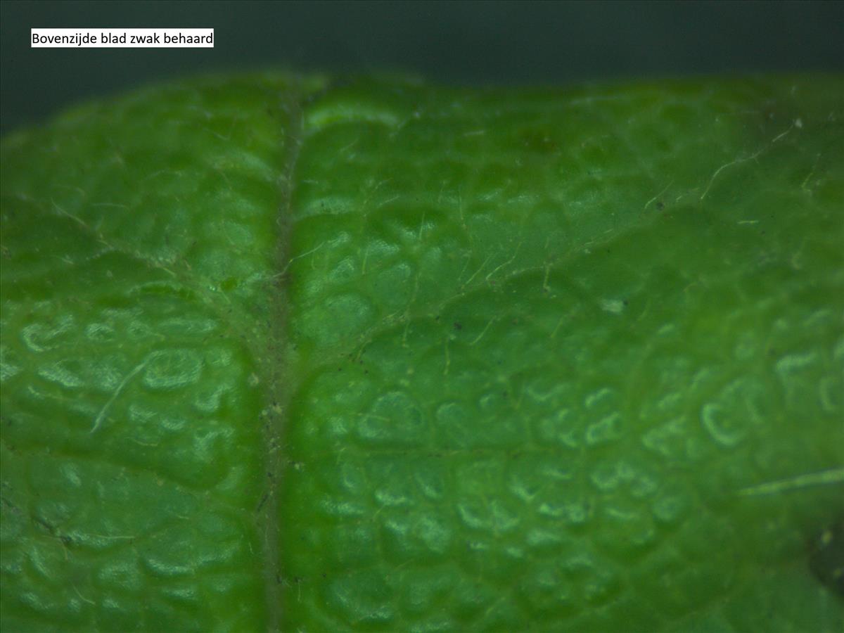 Rosa x subcollina (door Jan Klinckenberg)