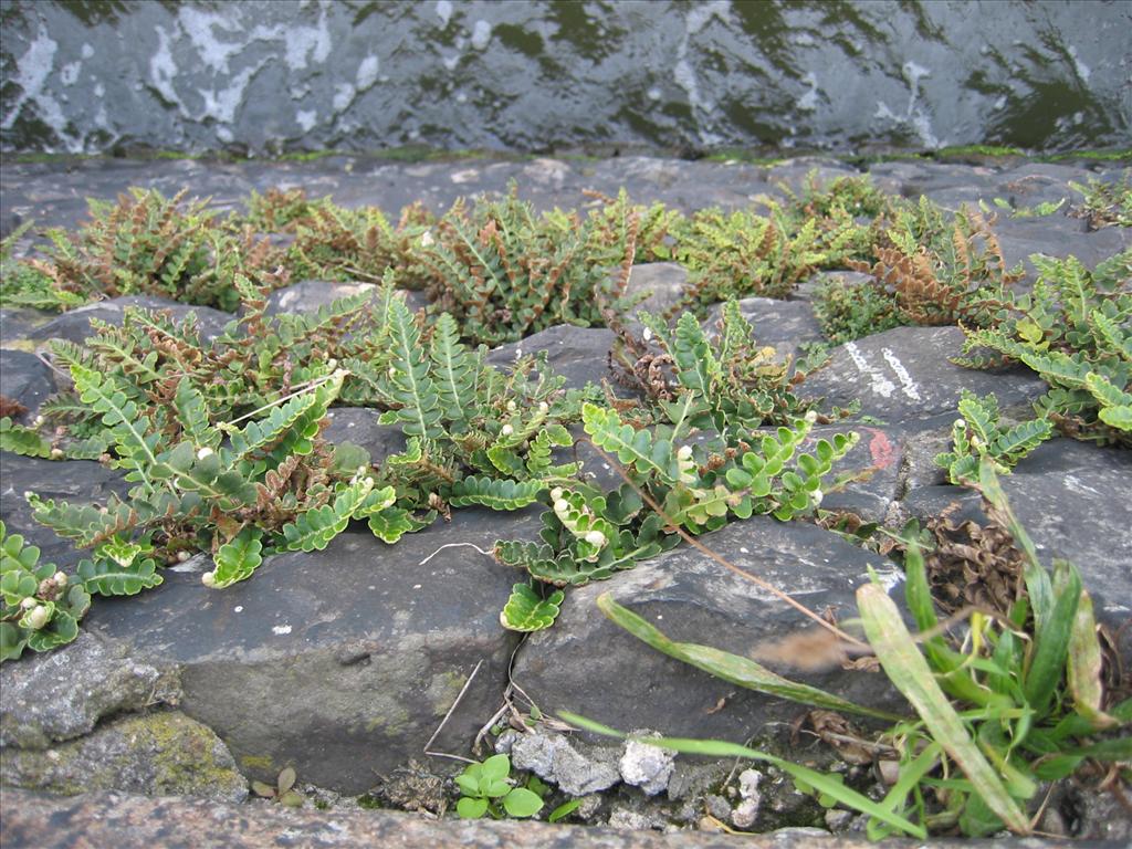 Asplenium ceterach (door Valentijn ten Hoopen)