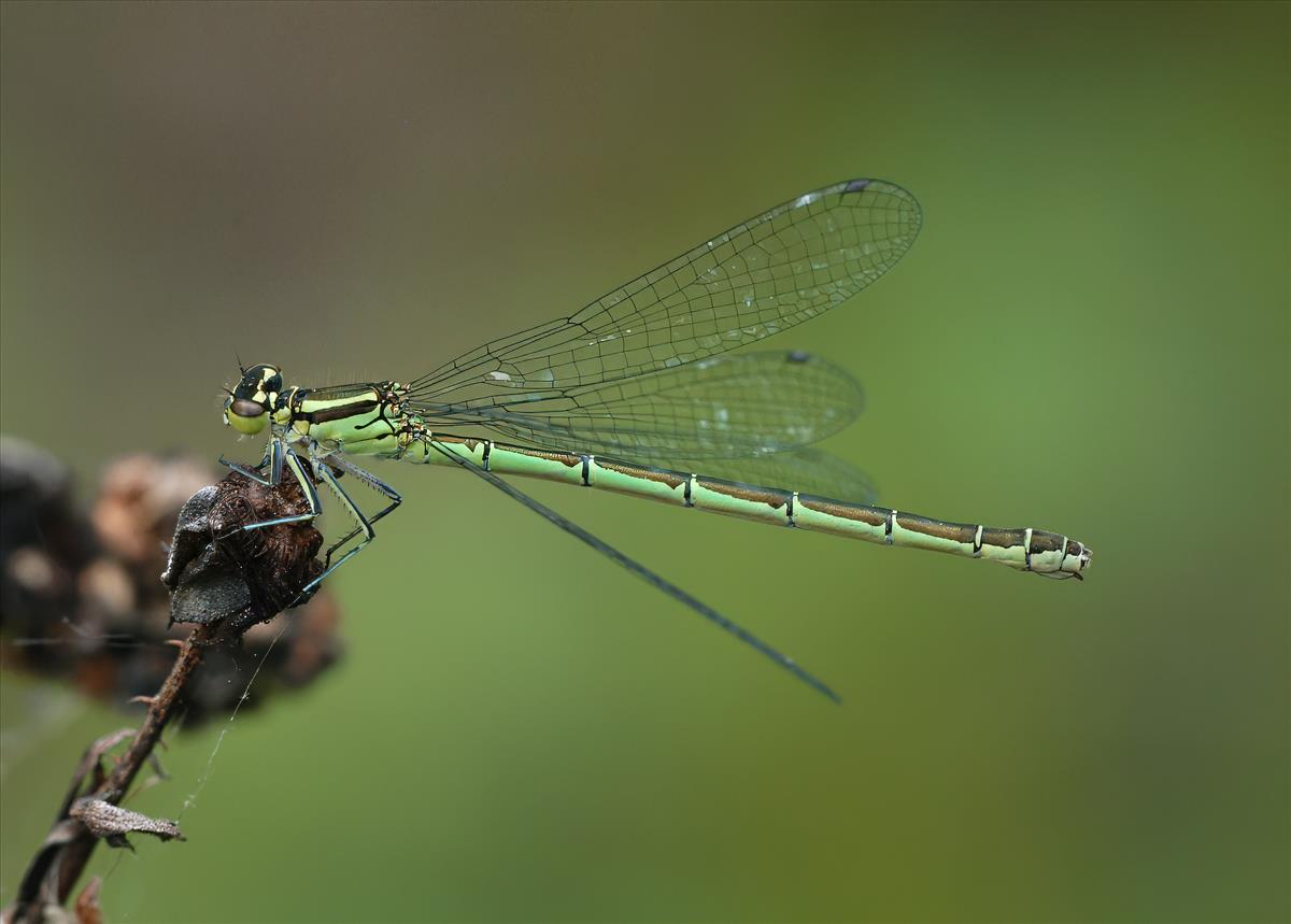Coenagrion hastulatum (door André den Ouden)