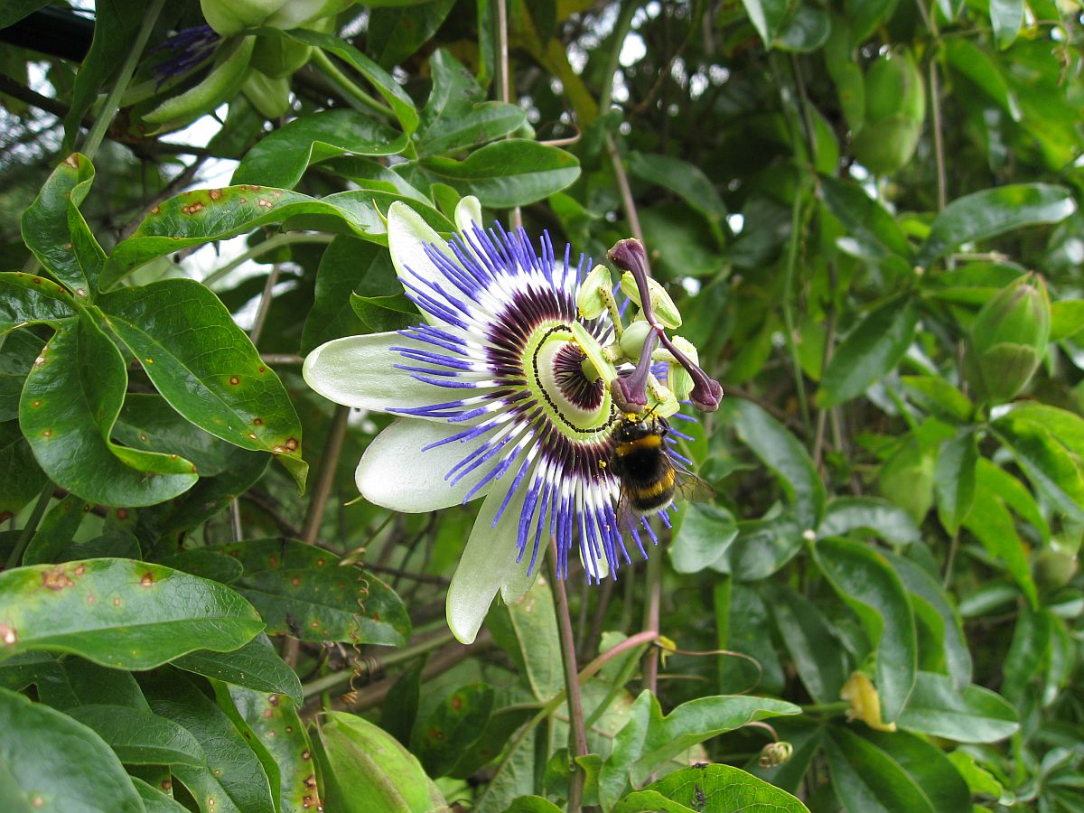 Passiflora caerulea (door Hanneke Waller)