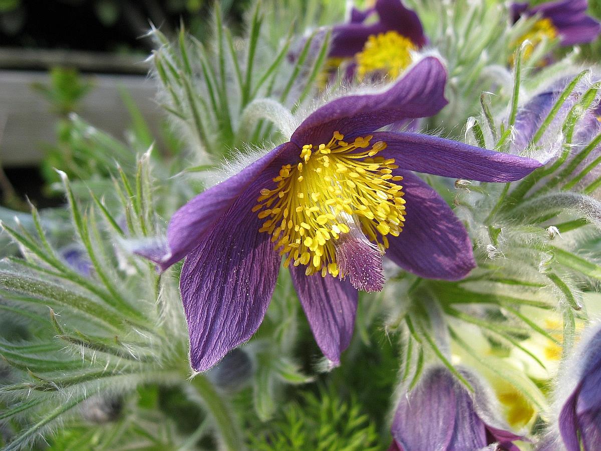 Pulsatilla vulgaris (door Hanneke Waller)