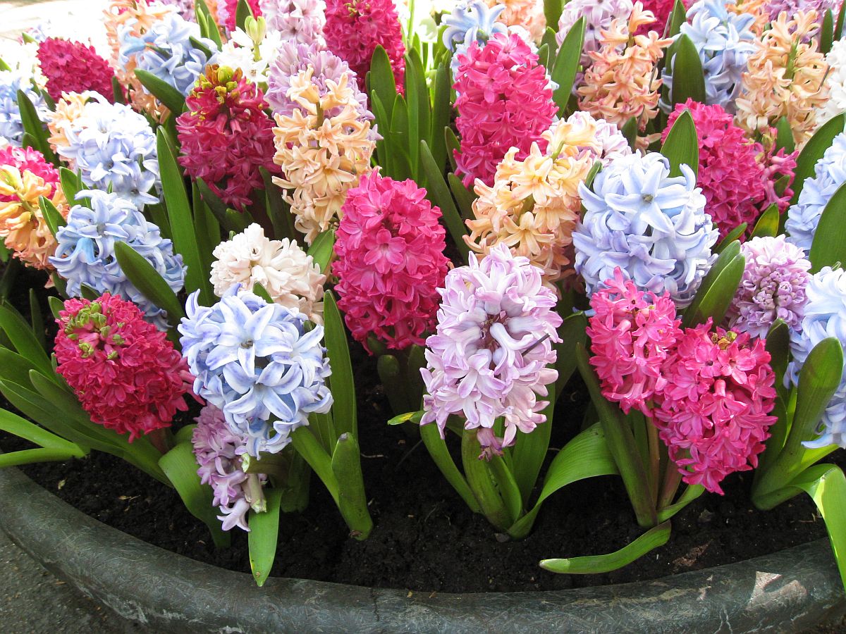 Hyacinthus orientalis (door Hanneke Waller)