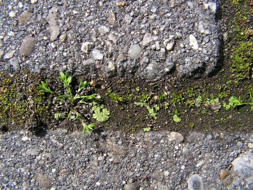 Riccia cavernosa (door Peter Hovenkamp)