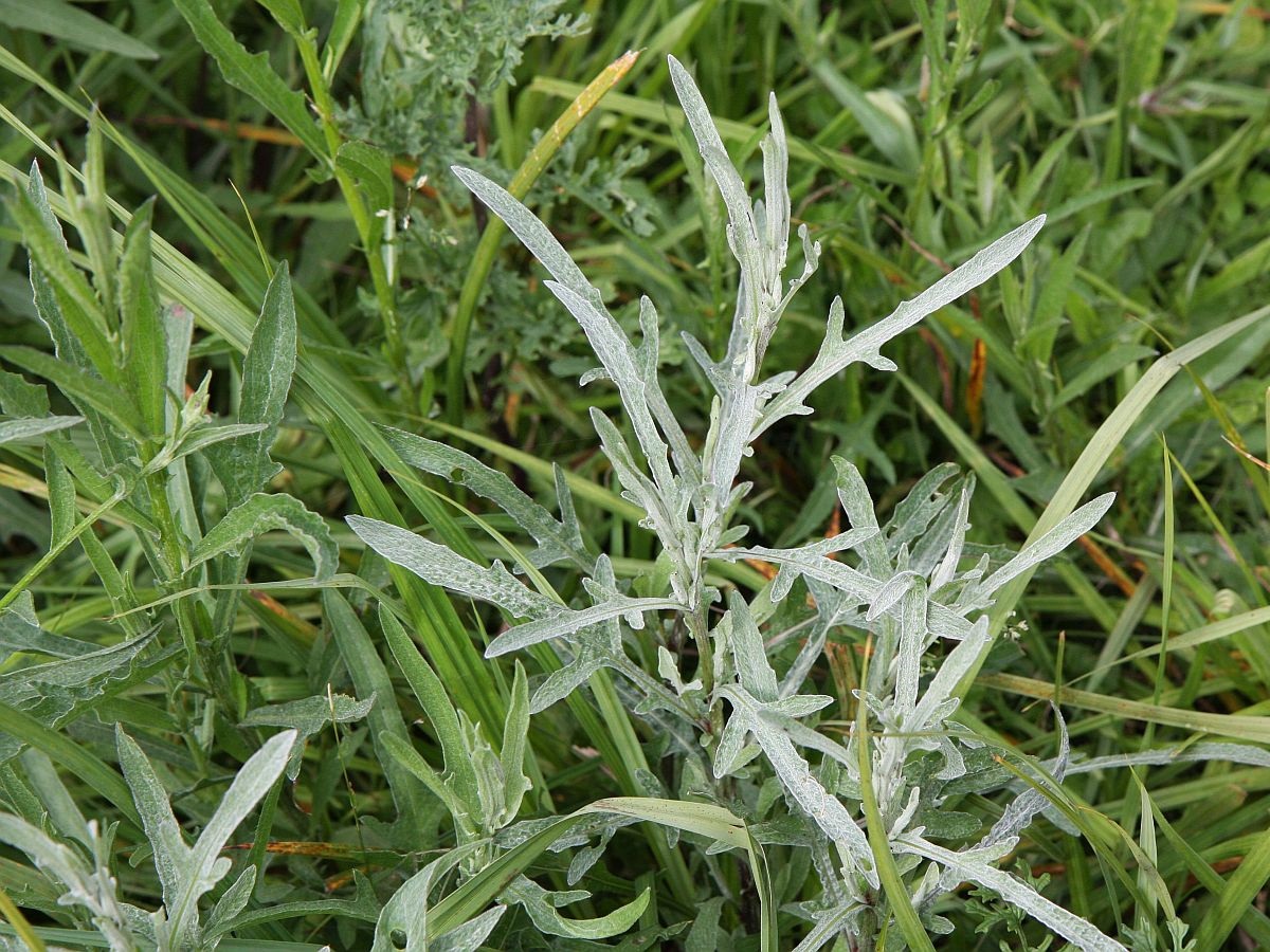 Centaurea jacea (door Hanneke Waller)