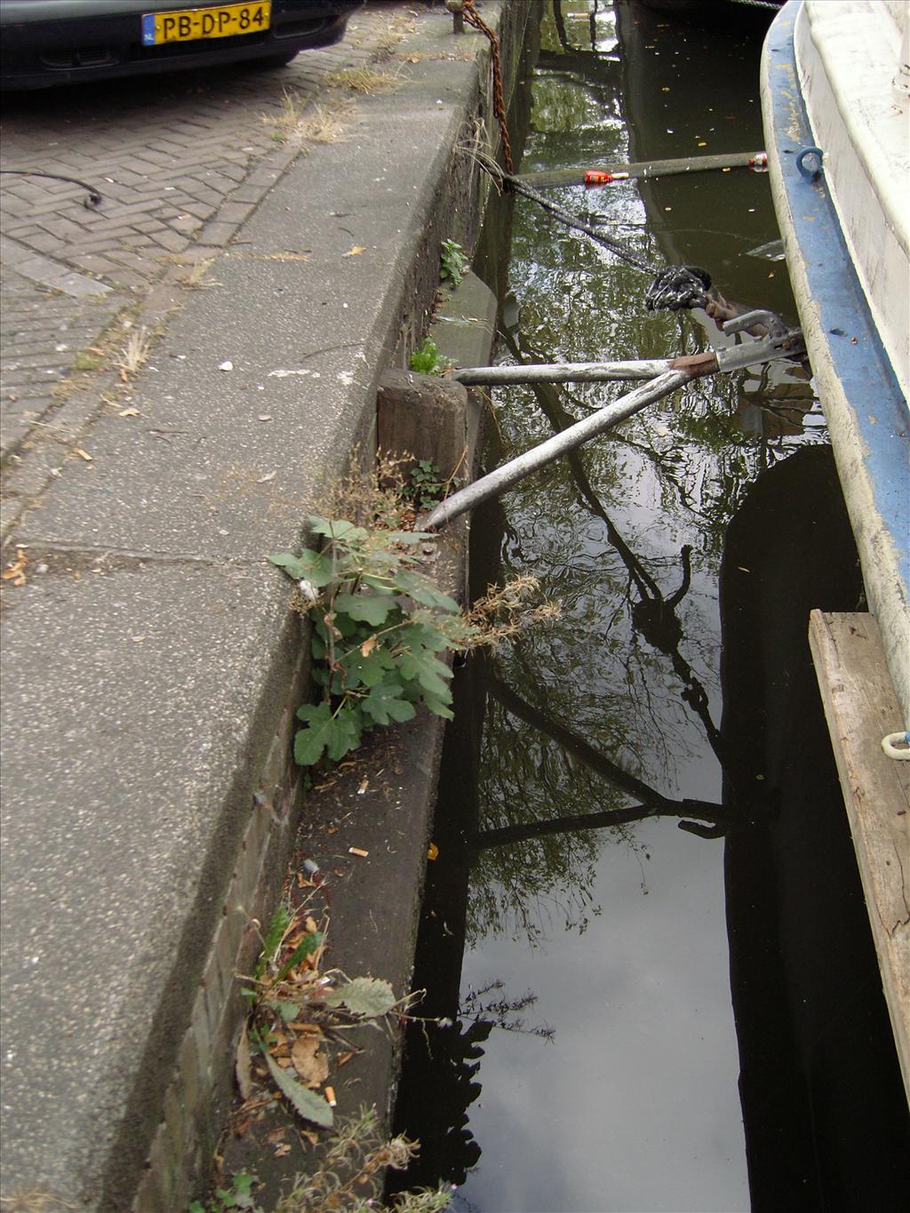 Ficus carica (door Valentijn ten Hoopen)