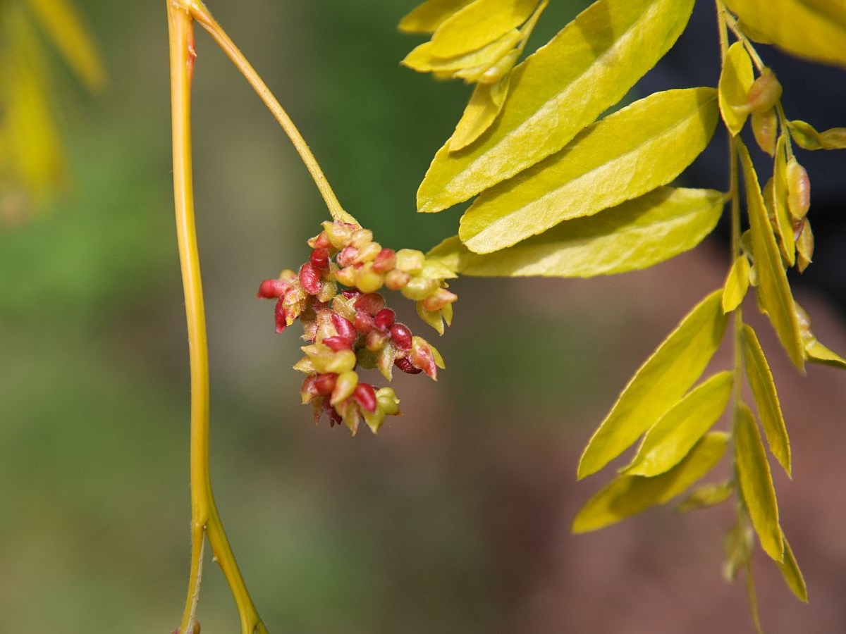 Gleditsia triacanthos (door Hanneke Waller)