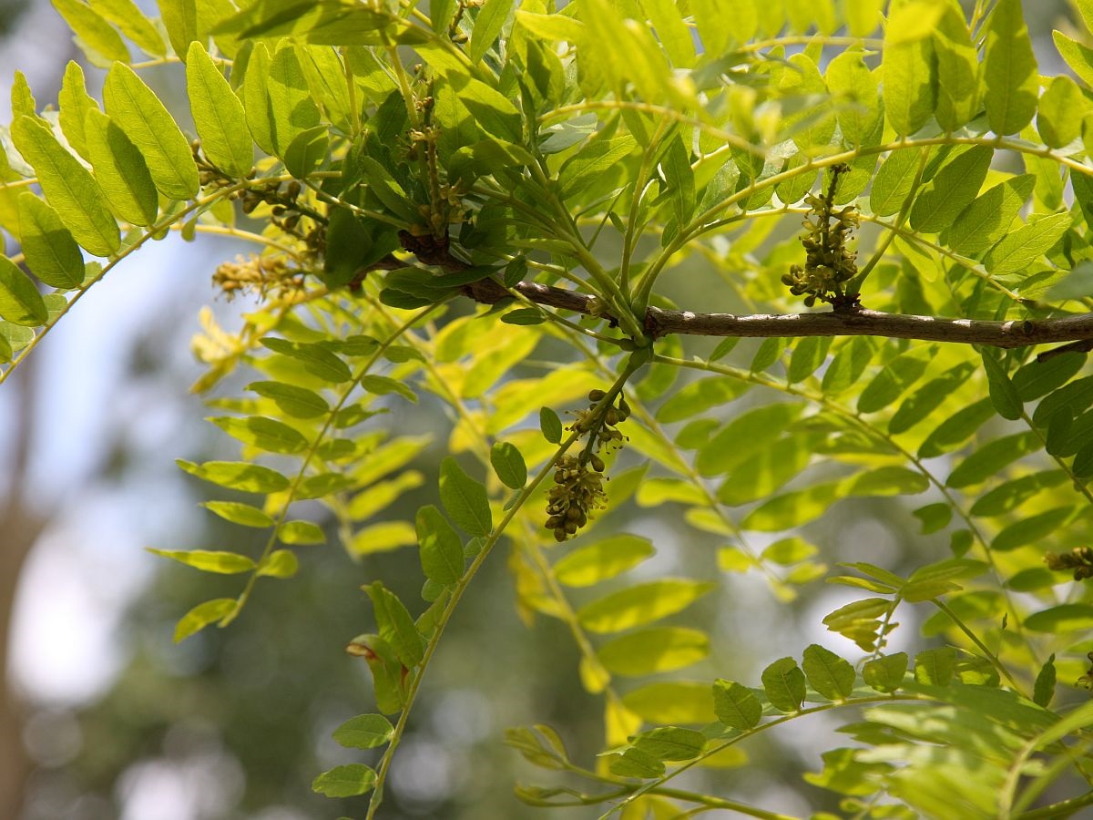 Gleditsia triacanthos (door Hanneke Waller)