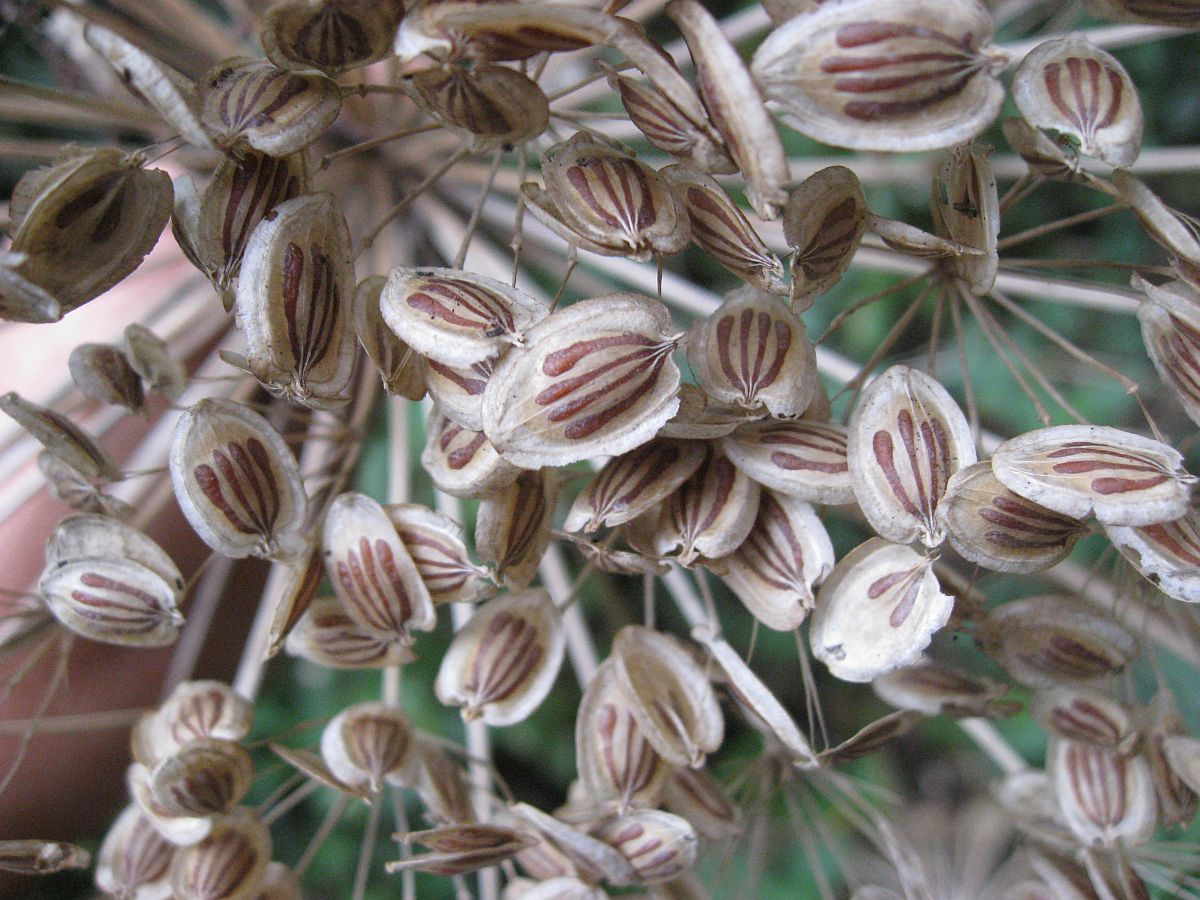 Heracleum mantegazzianum (door Hanneke Waller)