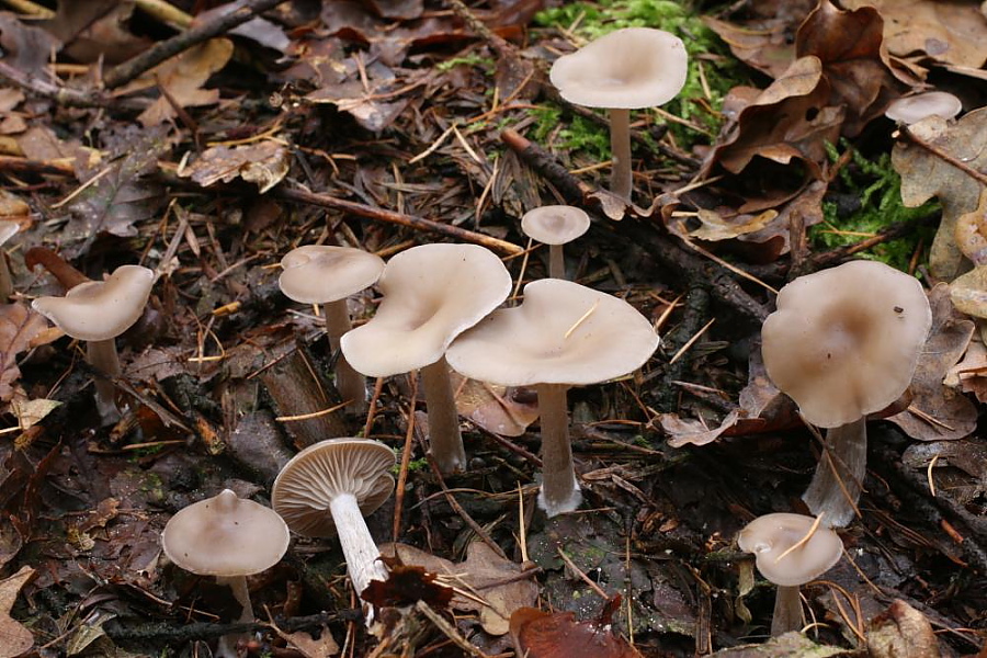 Clitocybe metachroa (door Melchior van Tweel)