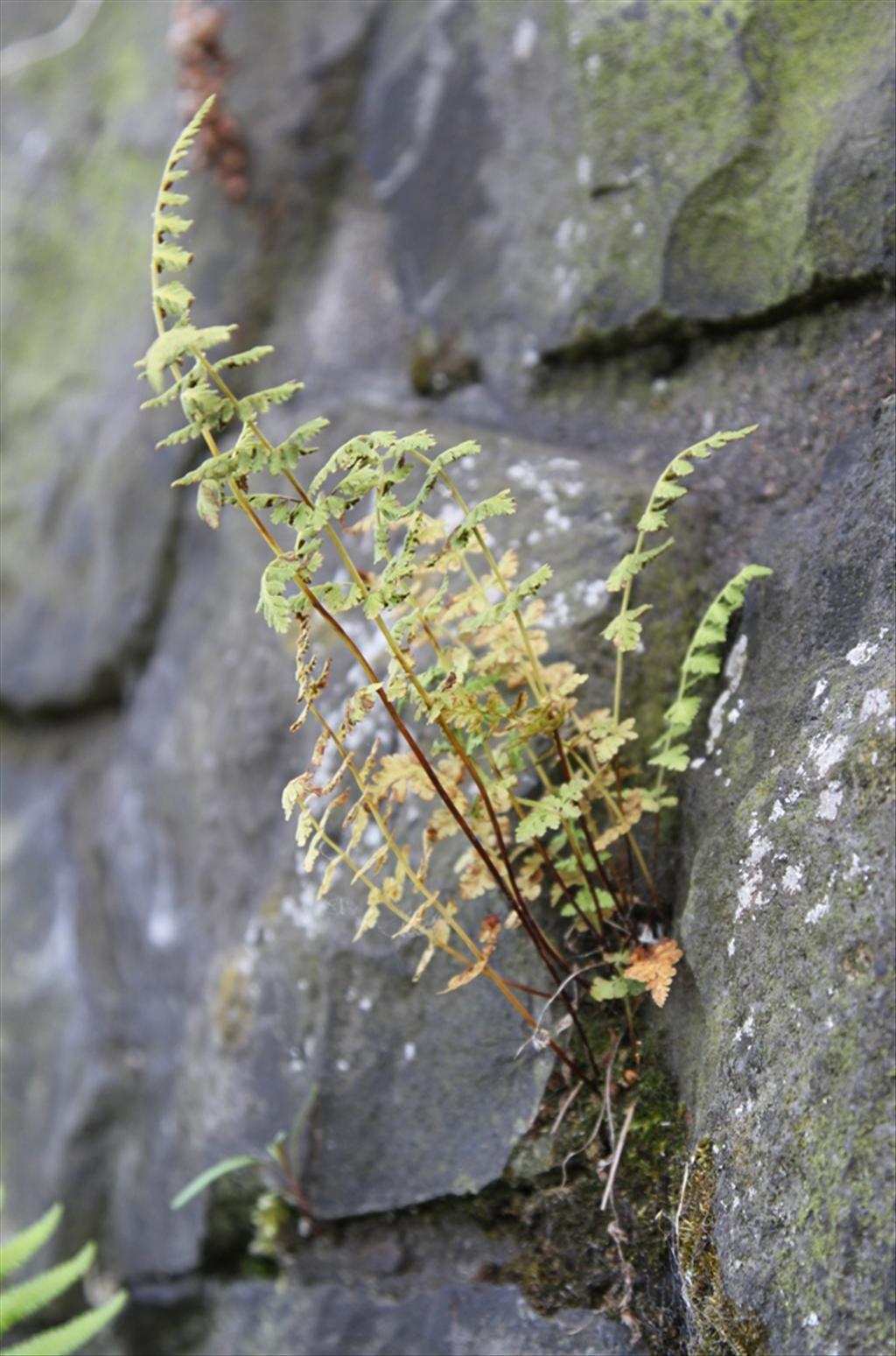 Cystopteris fragilis (door Valentijn ten Hoopen)