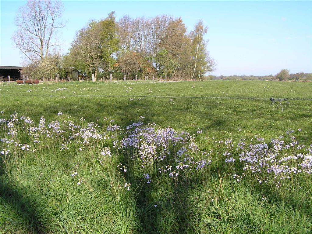 Cardamine pratensis (door Frank van Gessele)