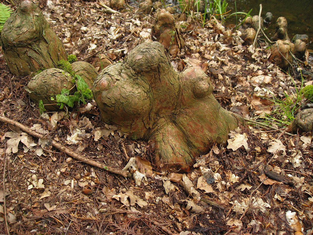 Taxodium distichum (door Hanneke Waller)