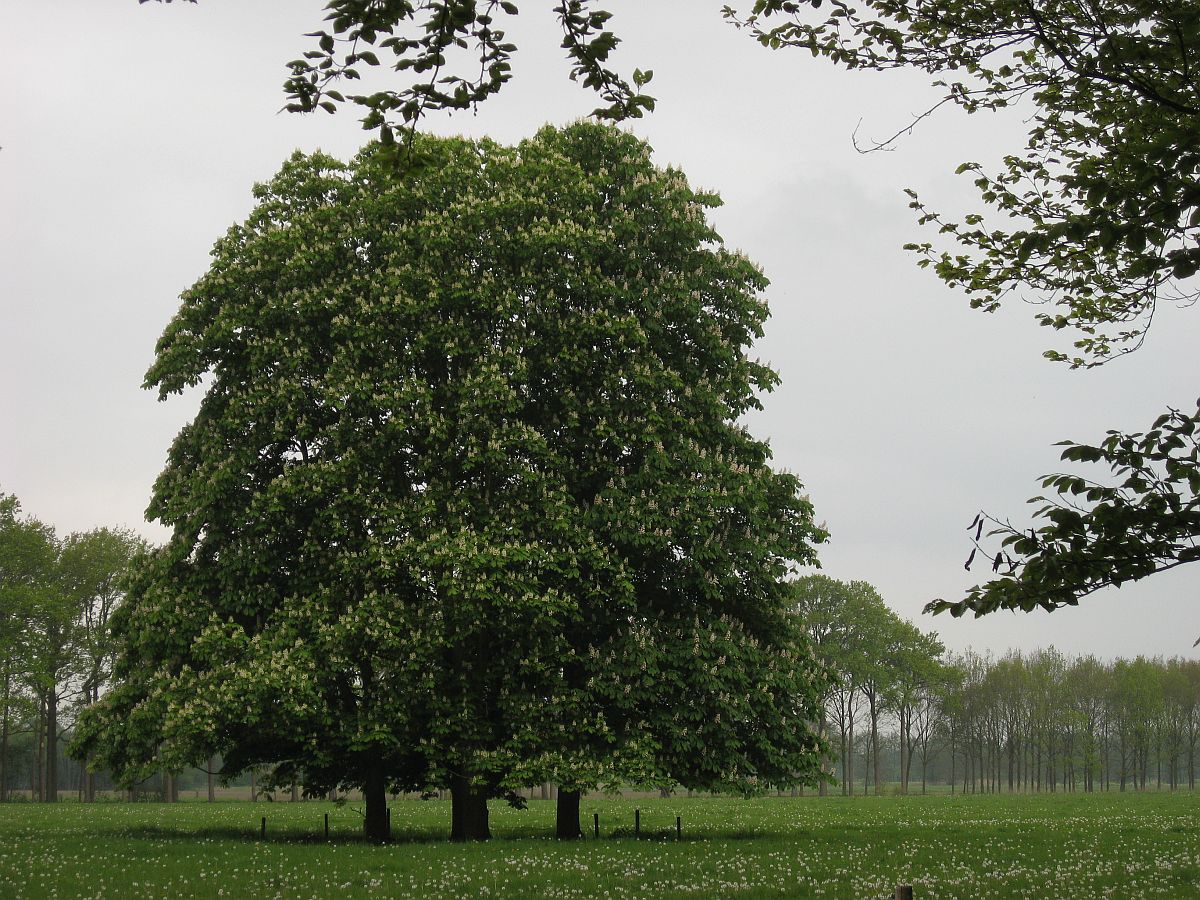 Aesculus hippocastanum (door Hanneke Waller)