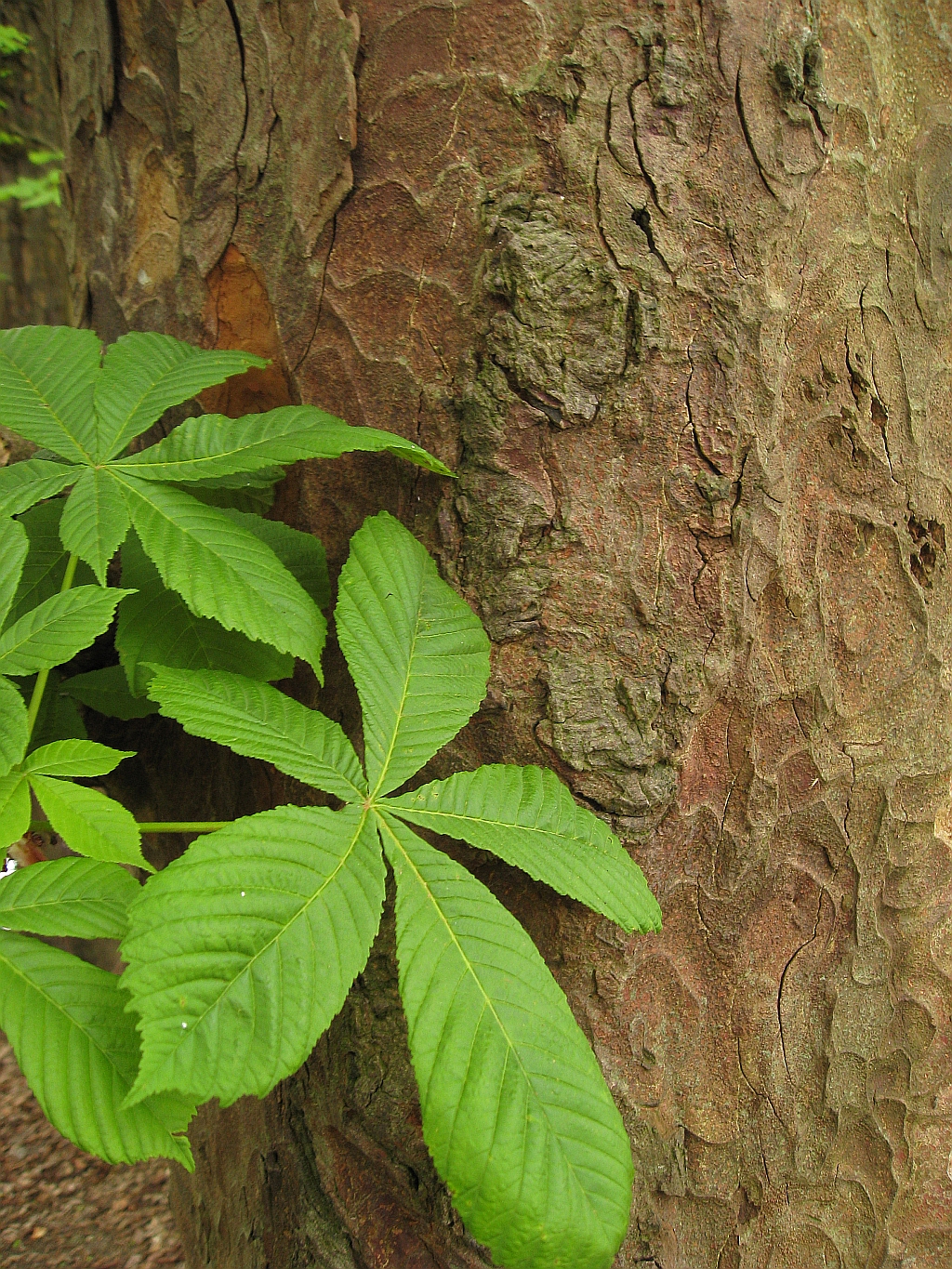 Aesculus hippocastanum (door Hanneke Waller)