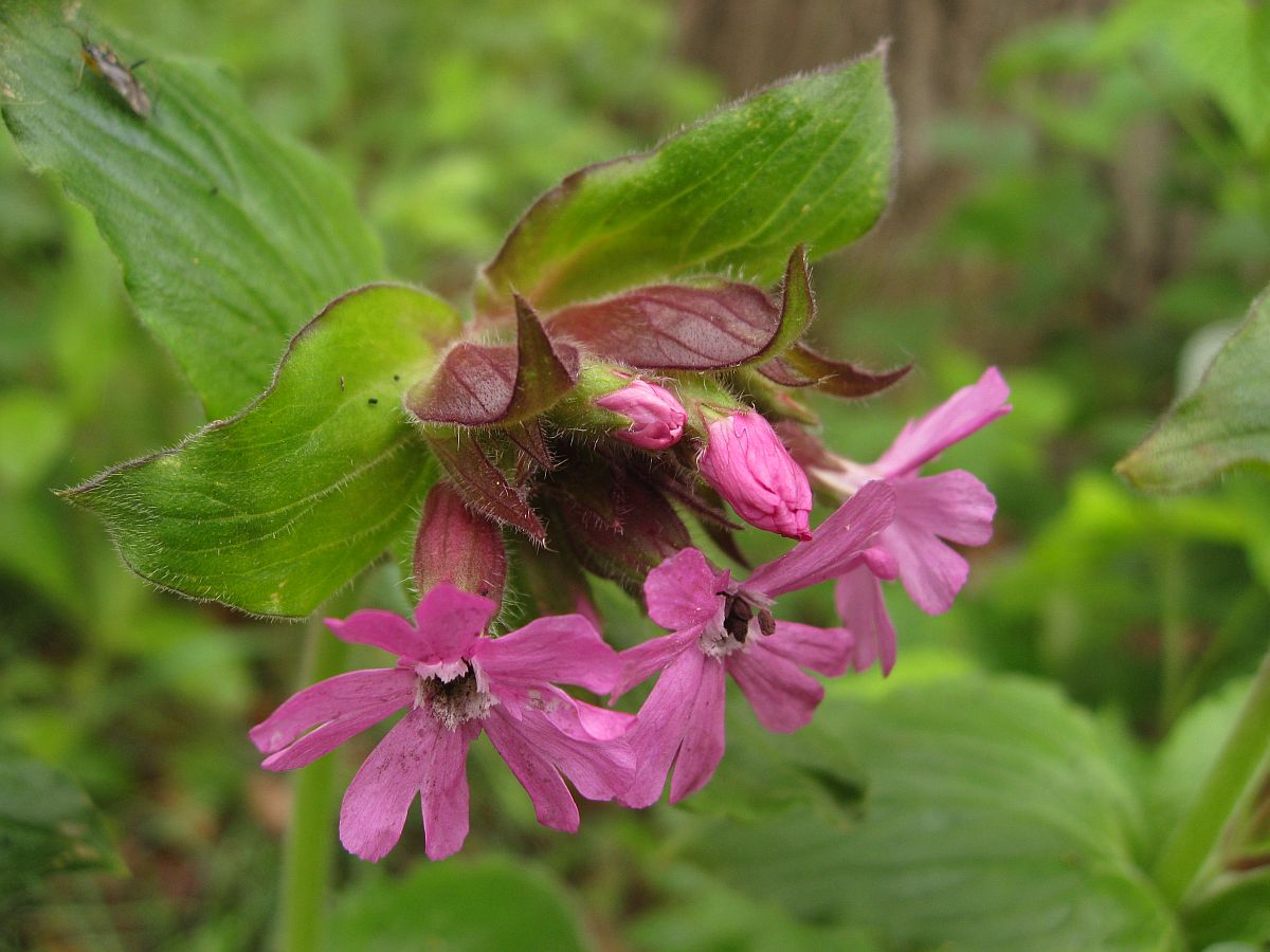 Silene dioica (door Hanneke Waller)