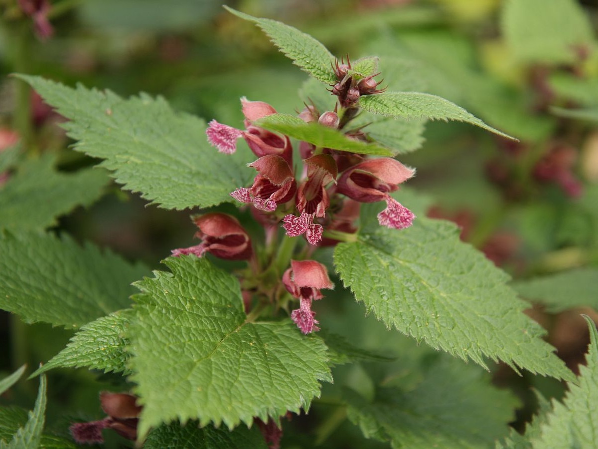 Lamium orvala (door Hanneke Waller)