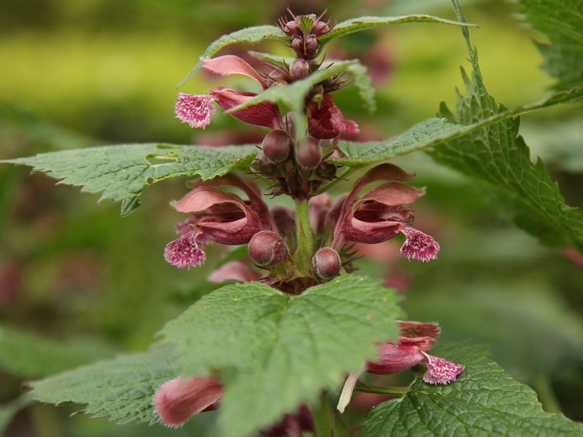 Lamium orvala (door Hanneke Waller)