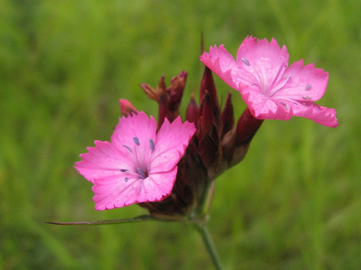 Dianthus giganteus (door Hanneke Waller)