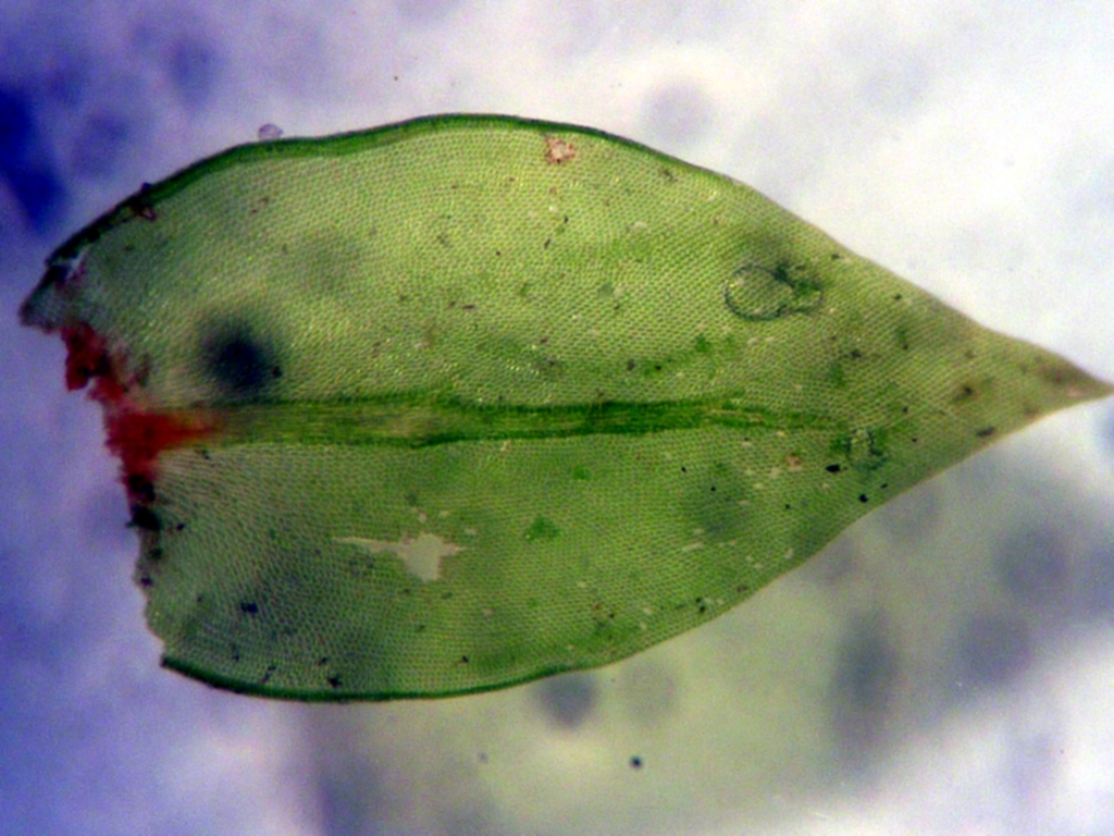 Cryphaea heteromalla (door Cor Nonhof)