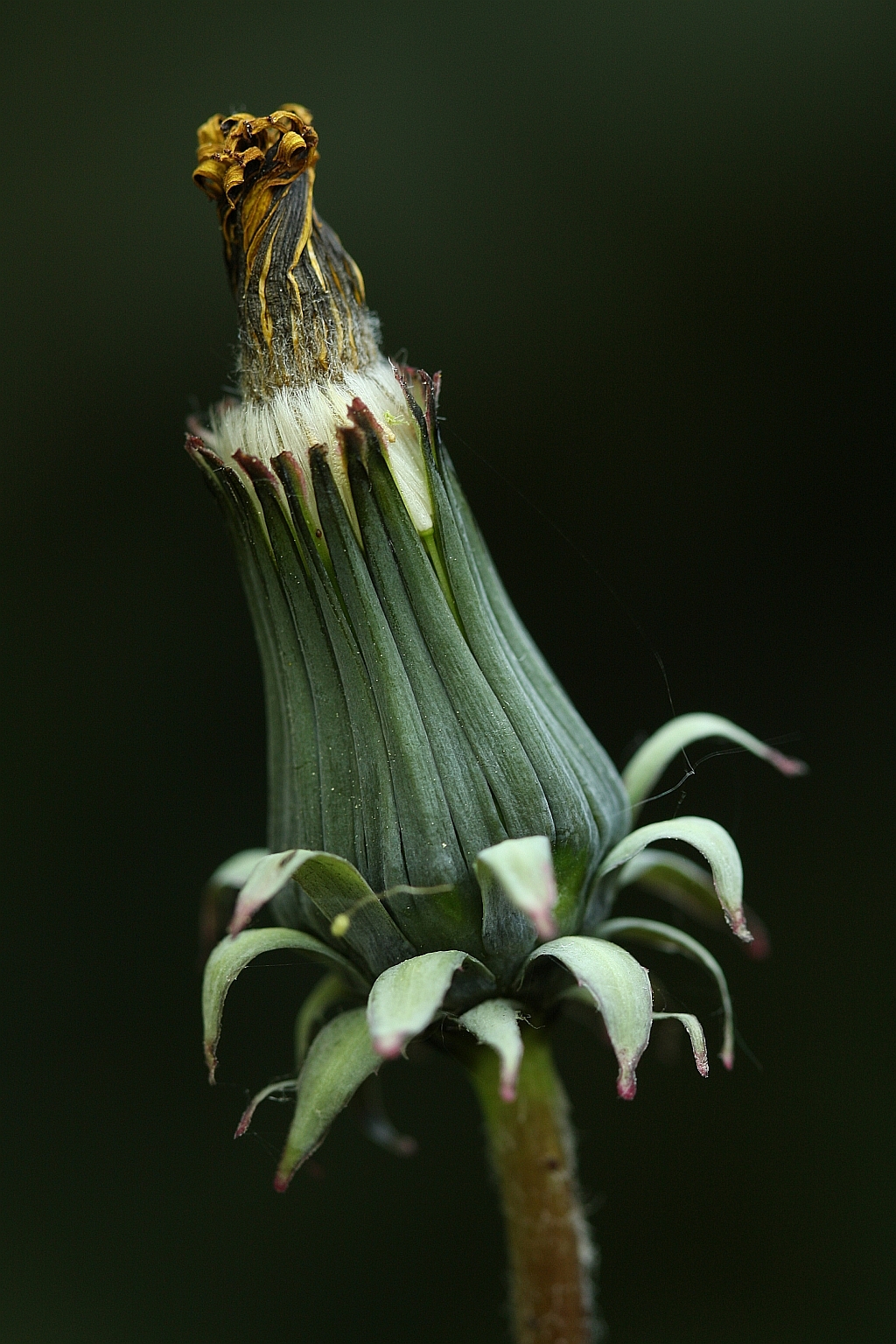 Taraxacum officinale (door Hanneke Waller)