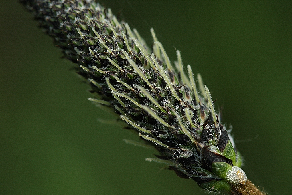 Plantago lanceolata (door Hanneke Waller)