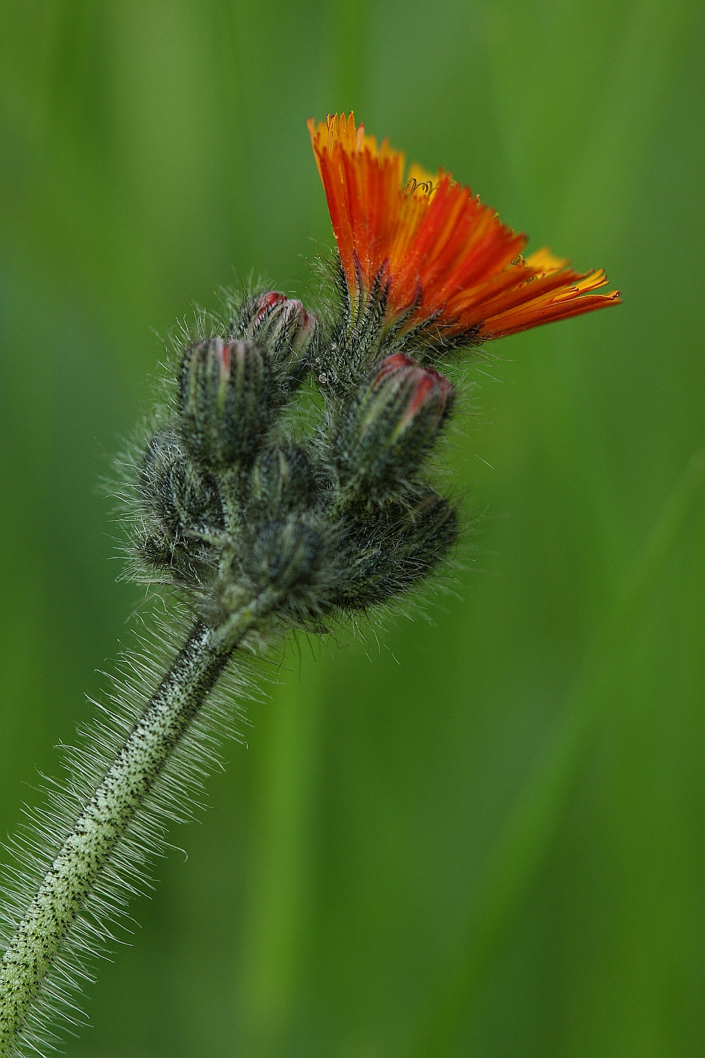 Pilosella aurantiaca (door Hanneke Waller)