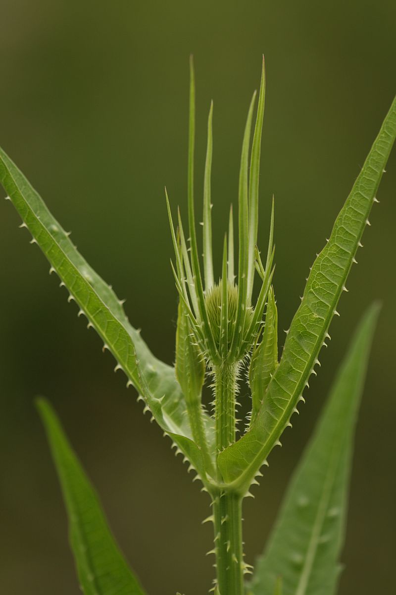 Dipsacus fullonum (door Hanneke Waller)