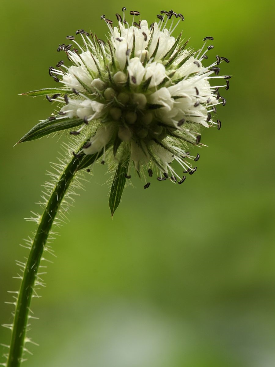 Dipsacus pilosus (door Hanneke Waller)