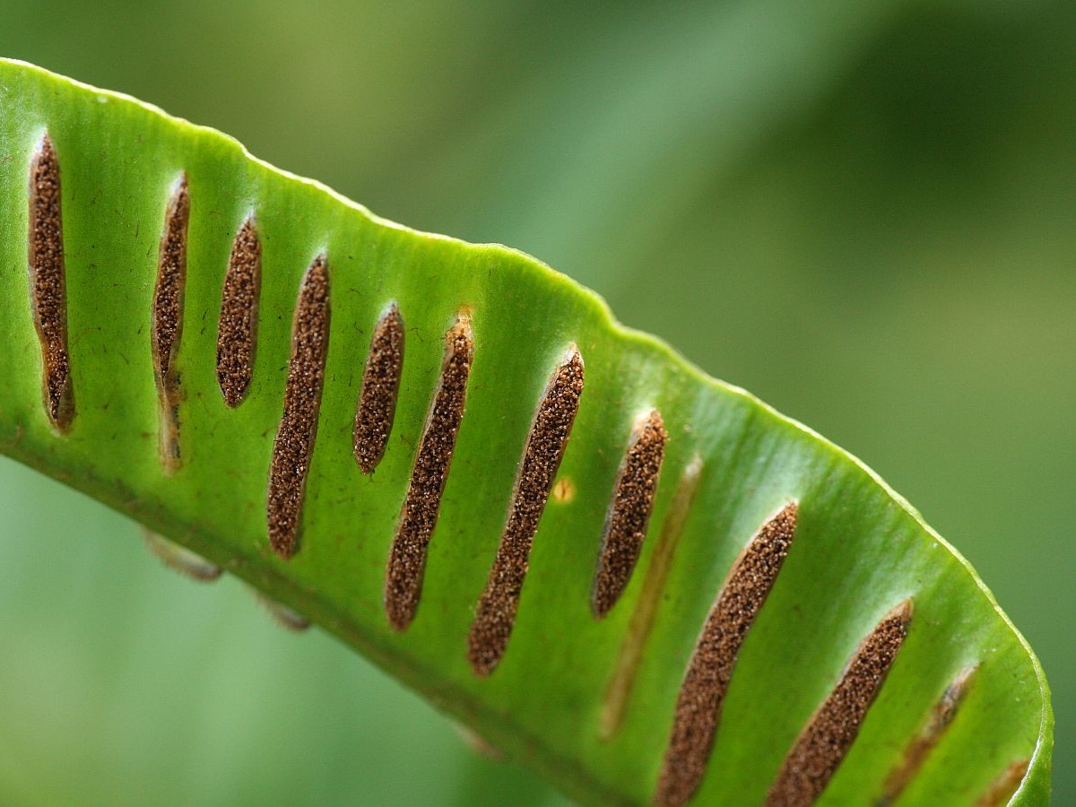 Asplenium scolopendrium (door Hanneke Waller)