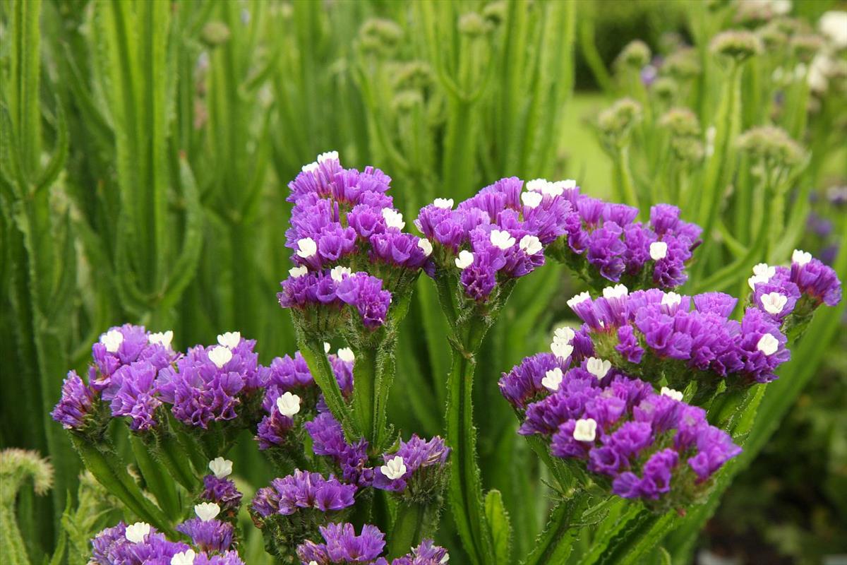 Limonium sinuatum (door Hanneke Waller)