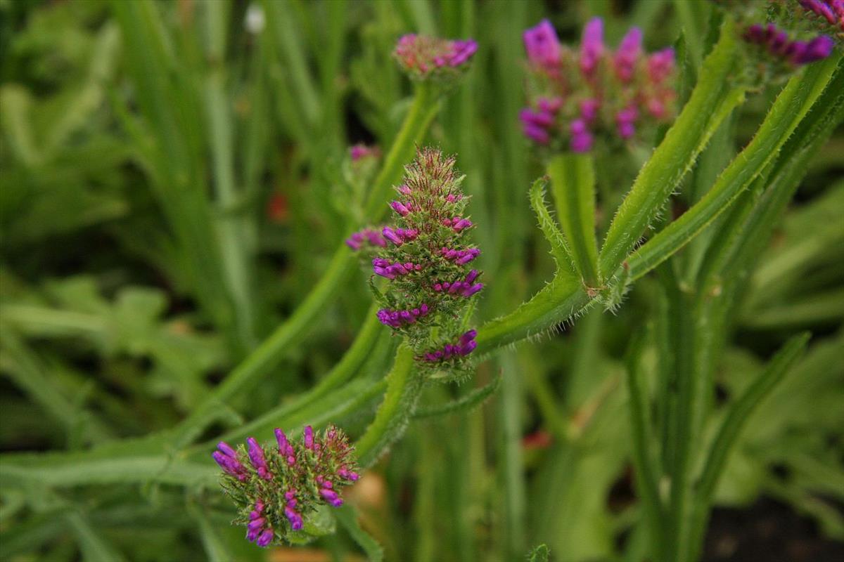 Limonium sinuatum (door Hanneke Waller)