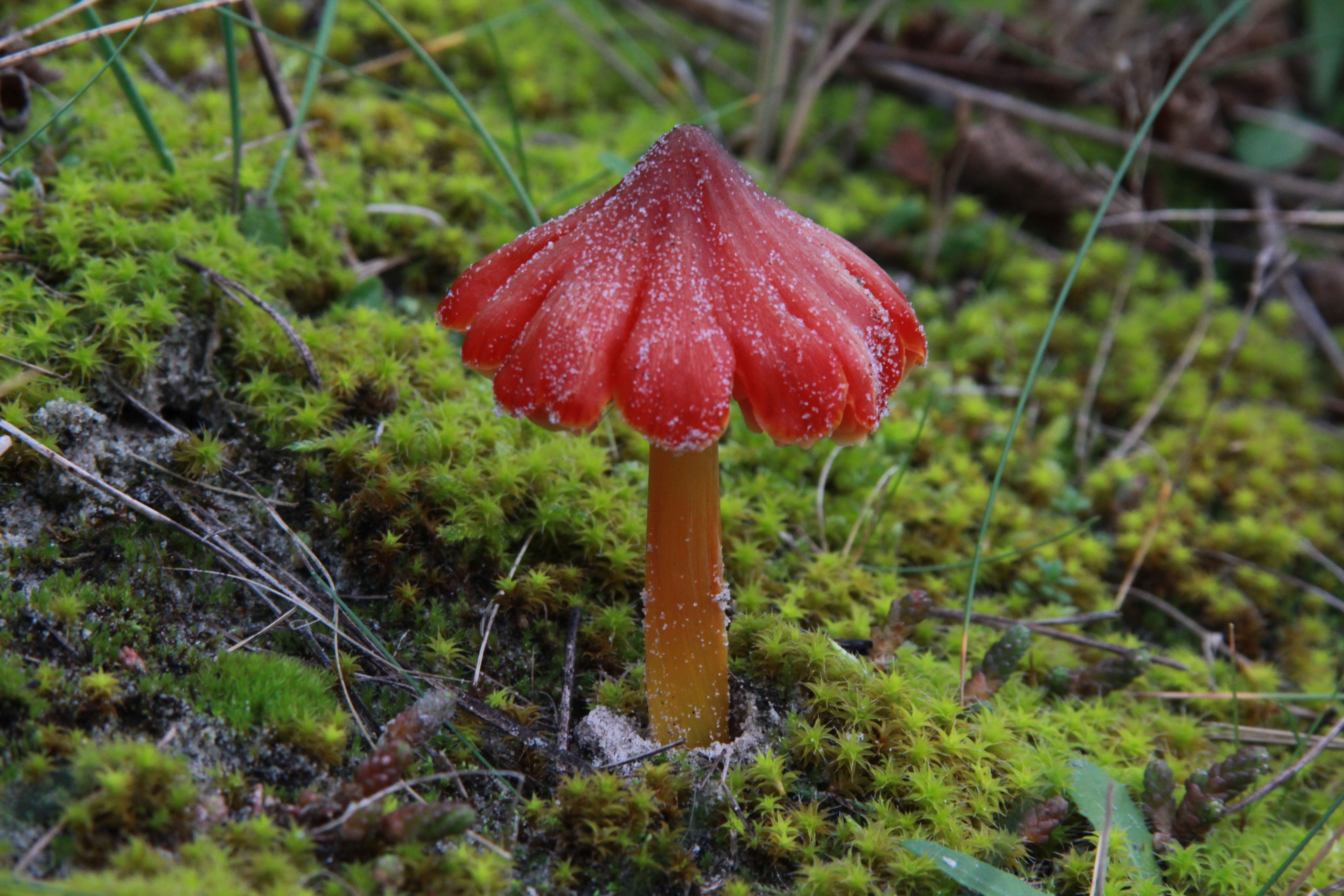 Hygrocybe conicoides (door Cora van der Plaats)