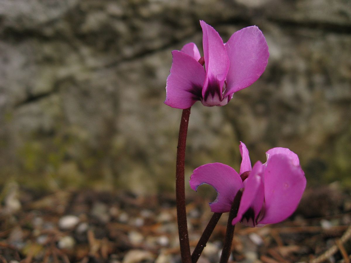 Cyclamen coum (door Hanneke Waller)