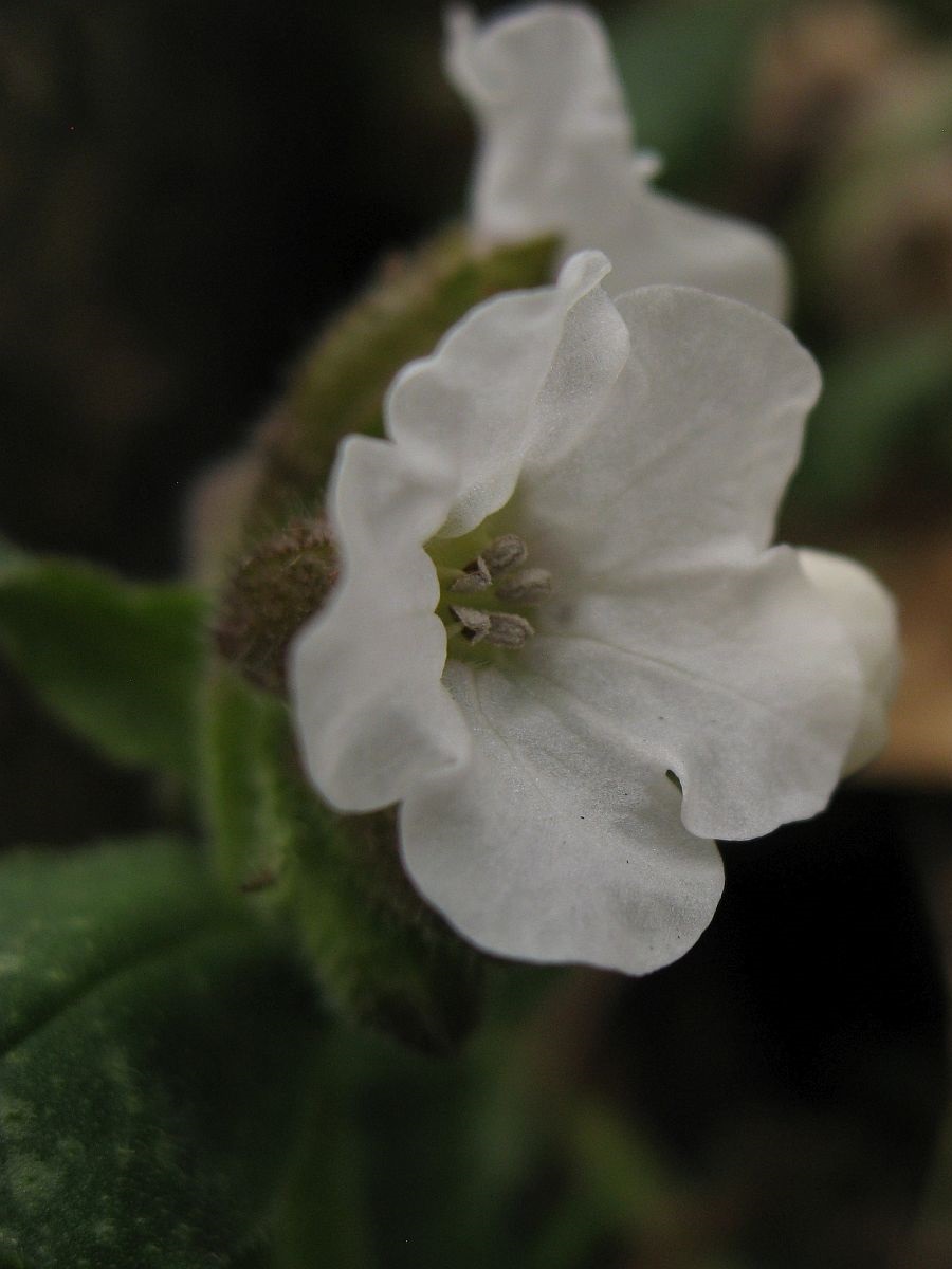 Pulmonaria officinalis (door Hanneke Waller)