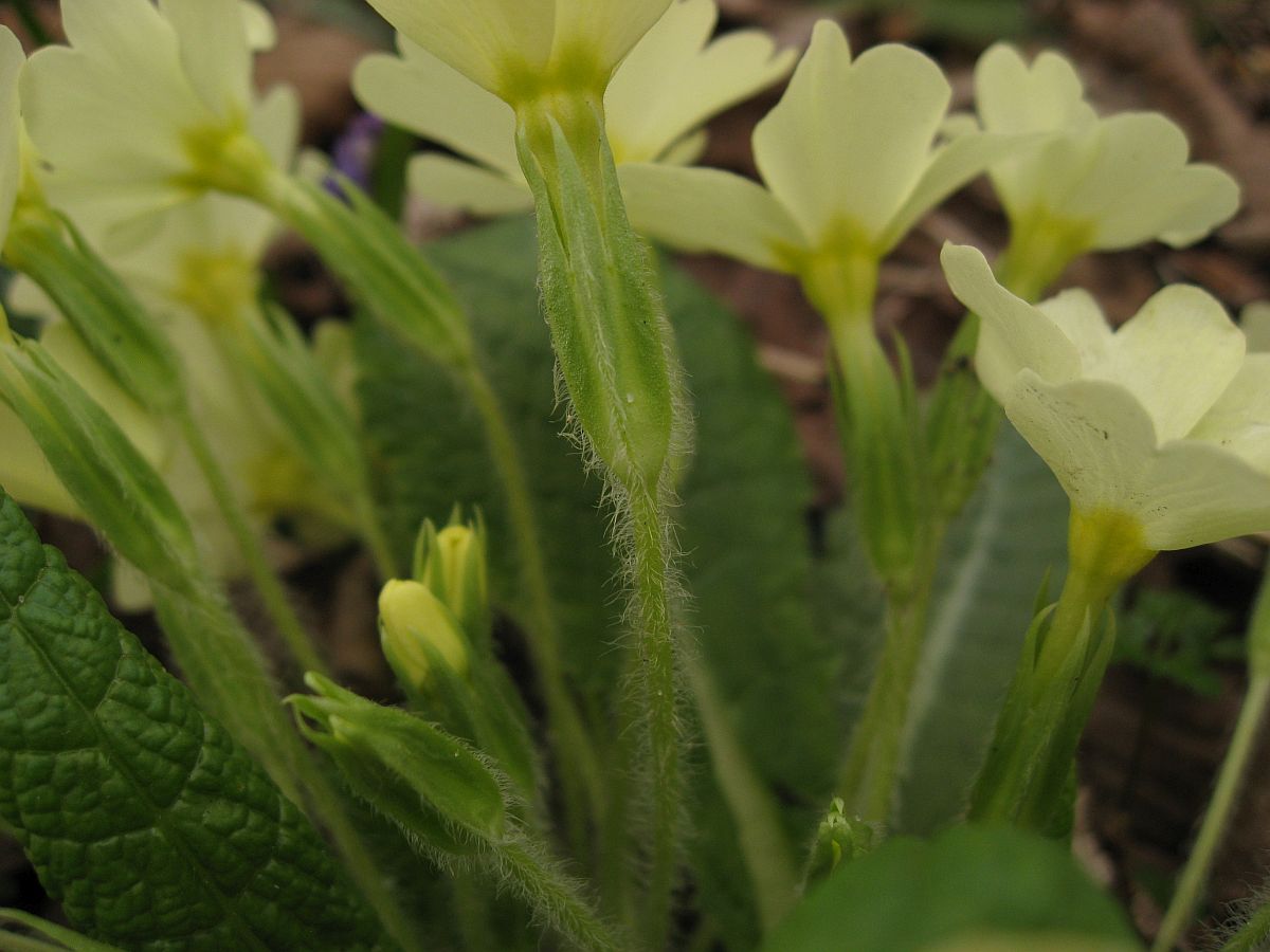 Primula vulgaris (door Hanneke Waller)